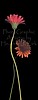 2Daisies Tall - 20" x 40" x 2" Vertical
